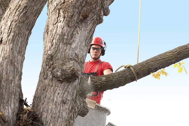 Best Tree Removal Service  in USA